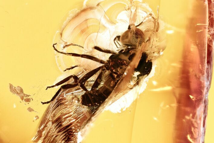 Detailed Fossil Black Fly (Simuliidae) In Baltic Amber #328199